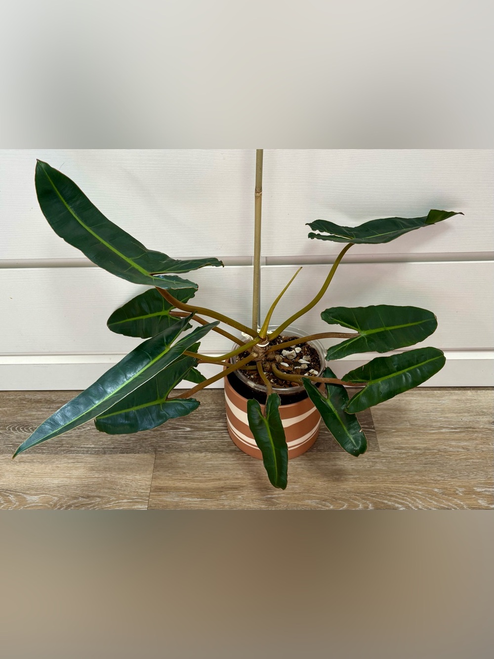Philodendron Billietiae – Rooted Starter Plant w/ 4 Leaves